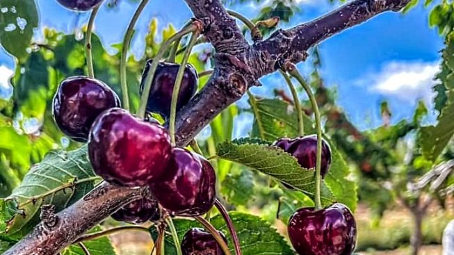 Visualizza la notizia: Le ciliegie di Burcei verso l’iscrizione al Repertorio regionale dell'Agrobiodiversità