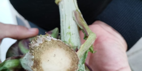 CARCIOFO VIOLETTO DI SAMASSI