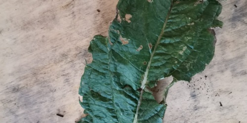 CARCIOFO VIOLETTO DI SAMASSI