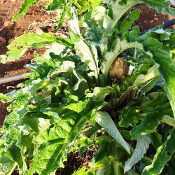 CARCIOFO VIOLETTO DI SAMASSI