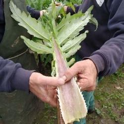 CARCIOFO VIOLETTO DI SAMASSI
