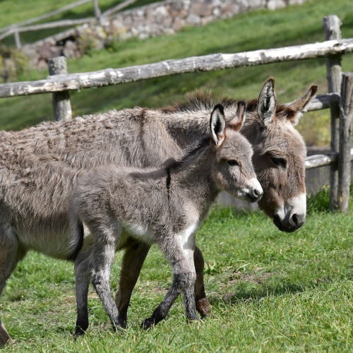 Foresta Burgos, asino sardo. Piccolo con la madre