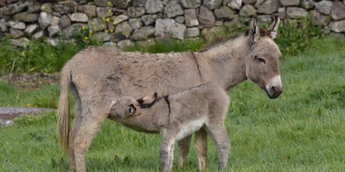 Foresta Burgos, asino sardo. Allattamento di un puledro