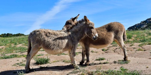 Arzachena, asino sardo. Coppia di asini adulti