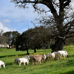 Foresta Burgos, asino sardo. Gruppo di esemplari al pascolo