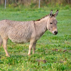 Foresta Burgos, asino sardo. Due esemplari adulti