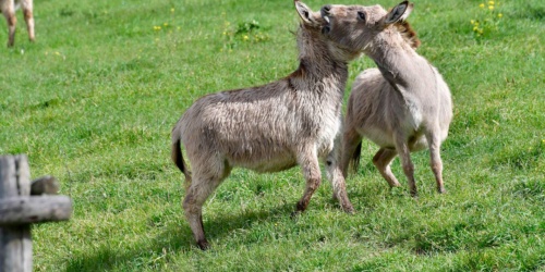 Foresta Burgos, asino sardo. Coppia di adulti in lotta